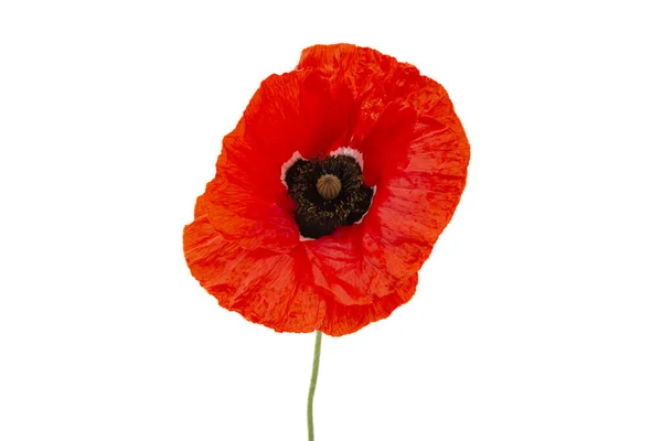 Roter Mohn Isoliert Auf Weißem Hintergrund — Stockfoto