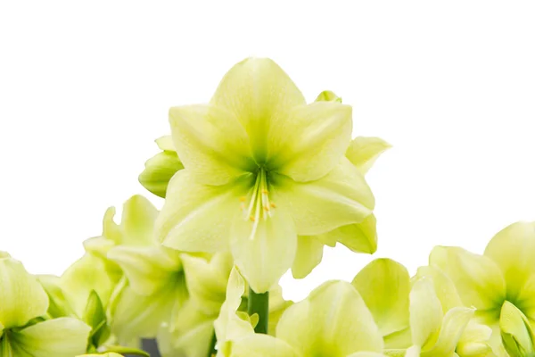 Amaryllis Isolado Fundo Branco — Fotografia de Stock