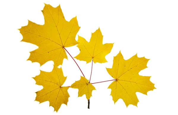 Podzimní Listí Izolované Bílém Pozadí — Stock fotografie