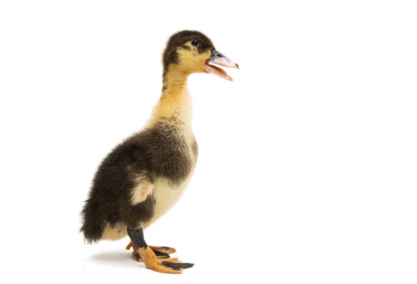 Gosling Aislado Sobre Fondo Blanco — Foto de Stock