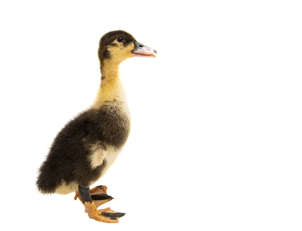 Gosling Aislado Sobre Fondo Blanco —  Fotos de Stock