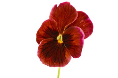 Beyaz arkaplanda izole edilmiş hanım evlatları