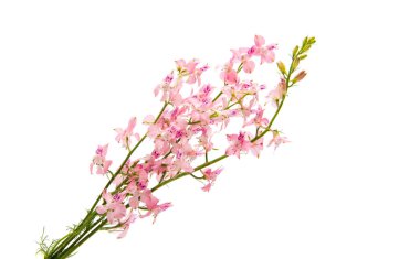 Beyaz arka planda yaban çiçekleri