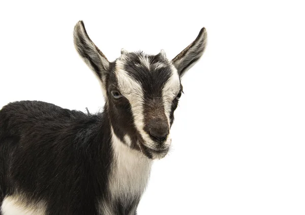 Capra Bianca Nera Isolata Sfondo Bianco — Foto Stock