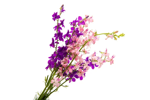 Wild Blommor Isolerad Vit Bakgrund — Stockfoto