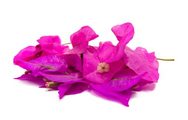 Bougainvillea beyaz arka planda izole edildi