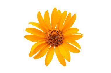 Beyaz arka planda izole edilmiş Kudüs enginar çiçeği