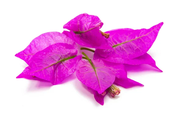 Bougainvillea Isolado Fundo Branco — Fotografia de Stock