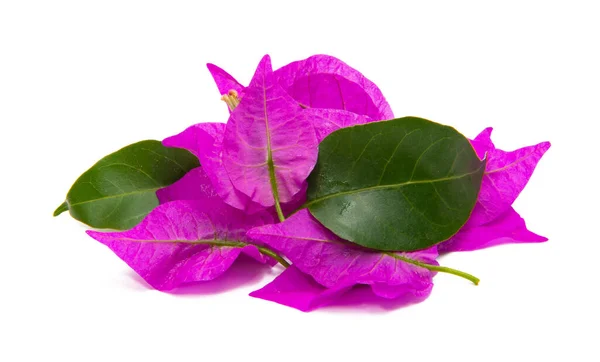 Bougainvillea Izolowane Białym Tle — Zdjęcie stockowe