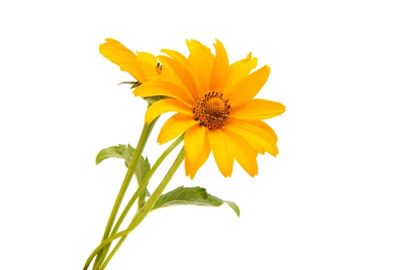 Flor Alcachofa Jerusalén Aislada Sobre Fondo Blanco — Foto de Stock