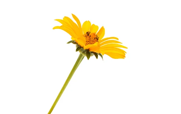 Flor Alcachofa Jerusalén Aislada Sobre Fondo Blanco —  Fotos de Stock