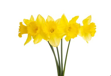 Beyaz arka planda izole edilmiş nergis buketi.