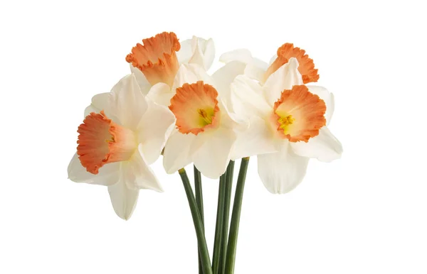 Bouquet Daffodils Isolated White Background — Stock Photo, Image