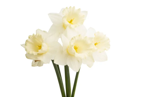 Bouquet Daffodils Isolated White Background — Stock Photo, Image