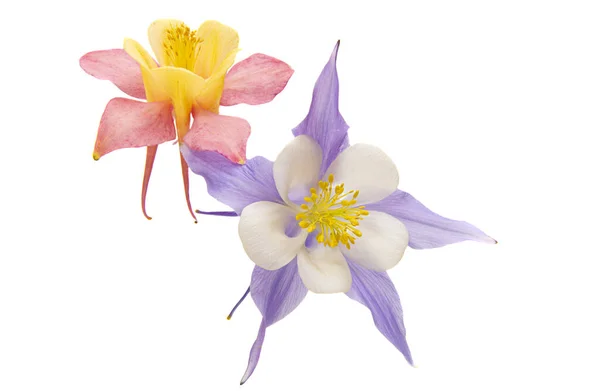 Aquilegia Isolerad Vit Bakgrund — Stockfoto