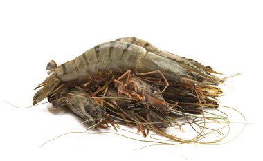 Beyaz arkaplanda karides izole edildi