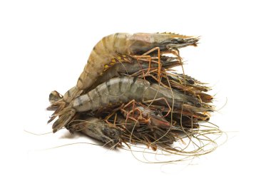 Beyaz arkaplanda karides izole edildi