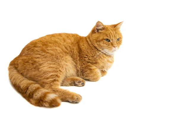 Gato Rojo Aislado Sobre Fondo Blanco —  Fotos de Stock