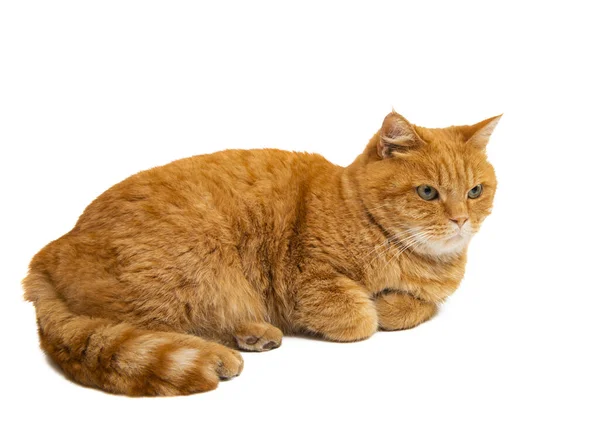 Gato Rojo Aislado Sobre Fondo Blanco — Foto de Stock