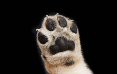 Labrador köpek yavrusu siyah arkaplanda izole edildi