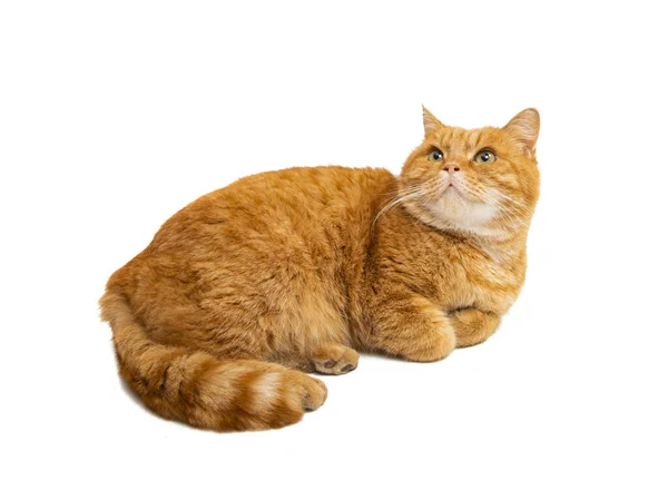 Красный Кот Изолирован Белом Фоне — стоковое фото