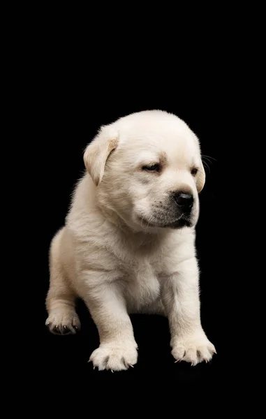 Cachorro Labrador Aislado Sobre Fondo Negro — Foto de Stock