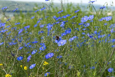 Güneşli bir günde çayırda açan keten.