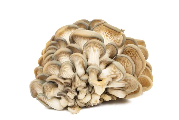 Funghi Ostrica Isolati Fondo Bianco — Foto Stock