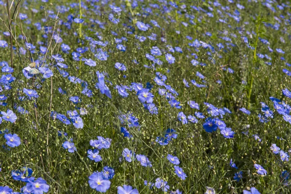 晴れた日に牧草地に亜麻を咲かせます — ストック写真