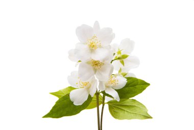 Yasemin çiçekleri beyaz arka planda izole