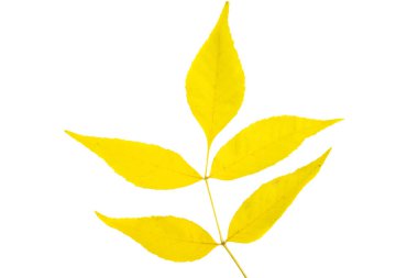 sonbahar yaprakları beyaz arkaplanda izole