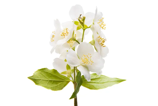 Fiori Gelsomino Isolati Sfondo Bianco — Foto Stock