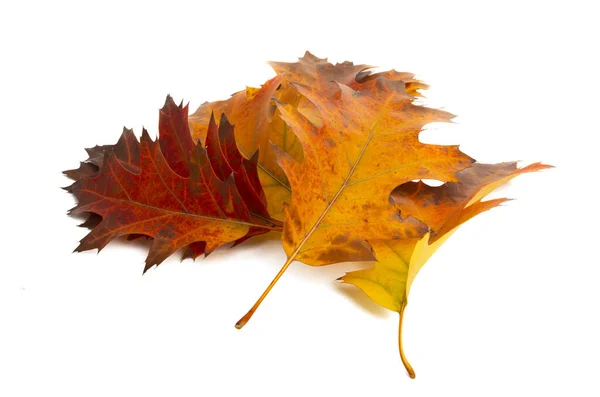 Hojas Otoño Aisladas Sobre Fondo Blanco — Foto de Stock