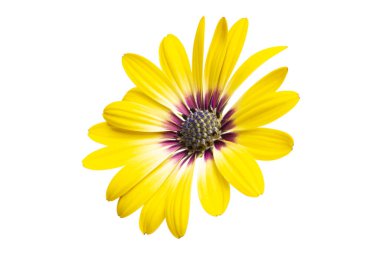 Osteospermum flowers isolated on white background. clipart