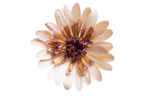 Osteospermum Fiori Isolati Sfondo Bianco — Foto Stock