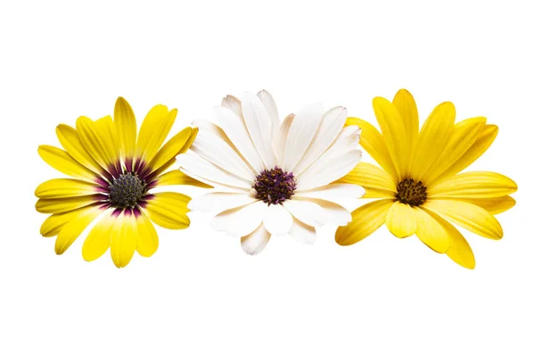 Osteospermum Fleurs Isolées Sur Fond Blanc — Photo