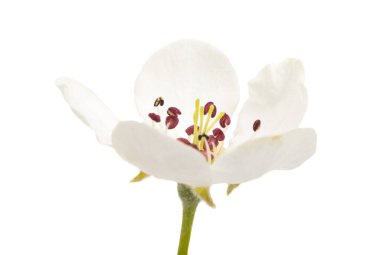 Beyaz arka planda izole edilmiş armut çiçeği