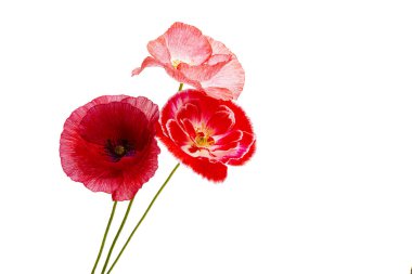 Beyaz arkaplanda yalıtılmış haşhaş çiçeği