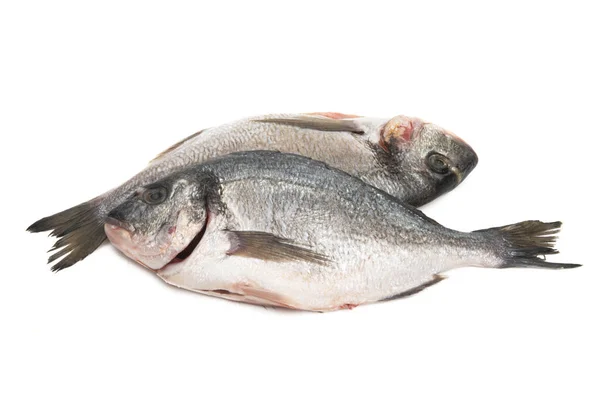 Dorado Balığı Beyaz Arka Planda Izole Edilmiş — Stok fotoğraf