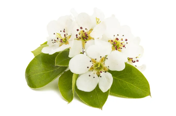 Birne Blume Isoliert Auf Weißem Hintergrund — Stockfoto