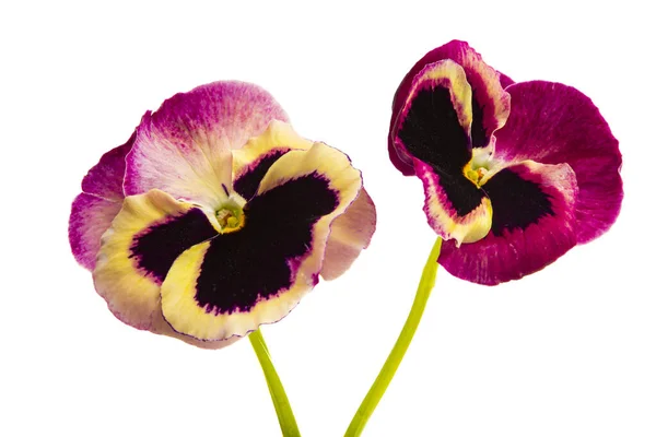 Viola Blomma Isolerad Vit Bakgrund — Stockfoto