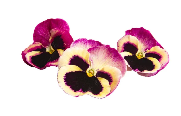 Viola Blomma Isolerad Vit Bakgrund — Stockfoto