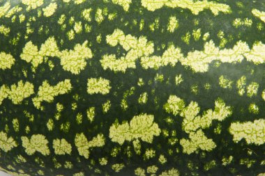 karpuz kabuğu dokusundan arkaplan