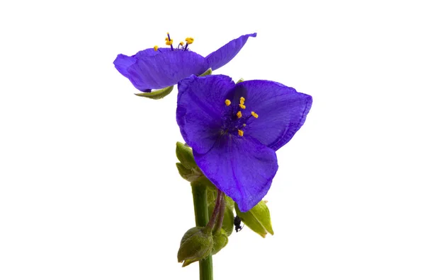 Tradescantia Isolerad Vit Bakgrund — Stockfoto