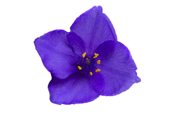 Tradescantia Isolerad Vit Bakgrund — Stockfoto