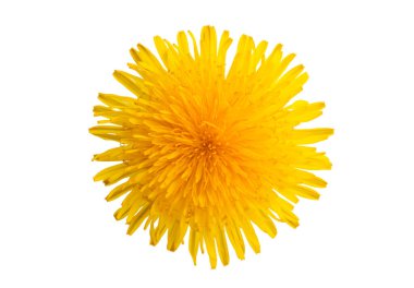 Beyaz arkaplanda karahindiba izole