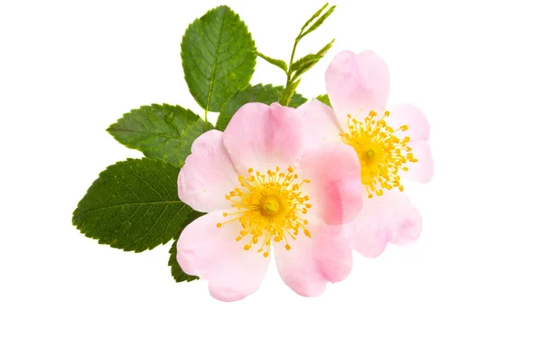 Rosehip Rose Isolated White Background — Stock Photo, Image
