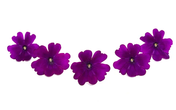 Verbena Blomma Isolerad Vit Bakgrund — Stockfoto