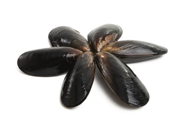 Cozze Isolate Sfondo Bianco — Foto Stock