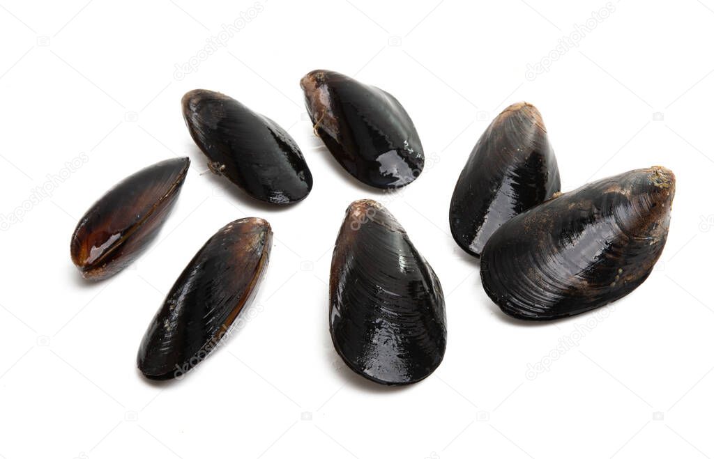 mussels isolated on white background